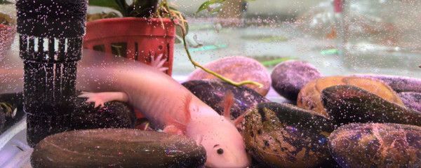 六角龍魚(yú)具體介紹，六角龍魚(yú)是一種觀賞價(jià)值極高的觀賞價(jià)值和科研價(jià)值的生物