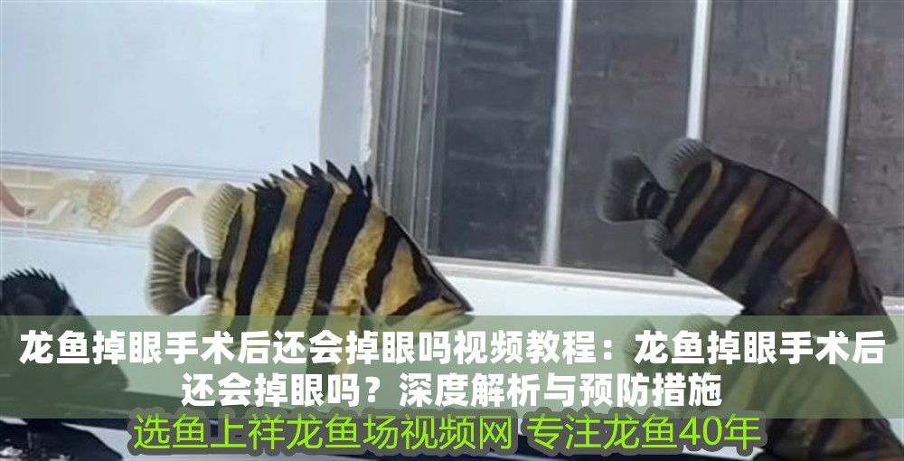 龍魚掉眼手術后還會掉眼嗎視頻教程：龍魚掉眼手術后還會掉眼嗎？深度解析與預防措施