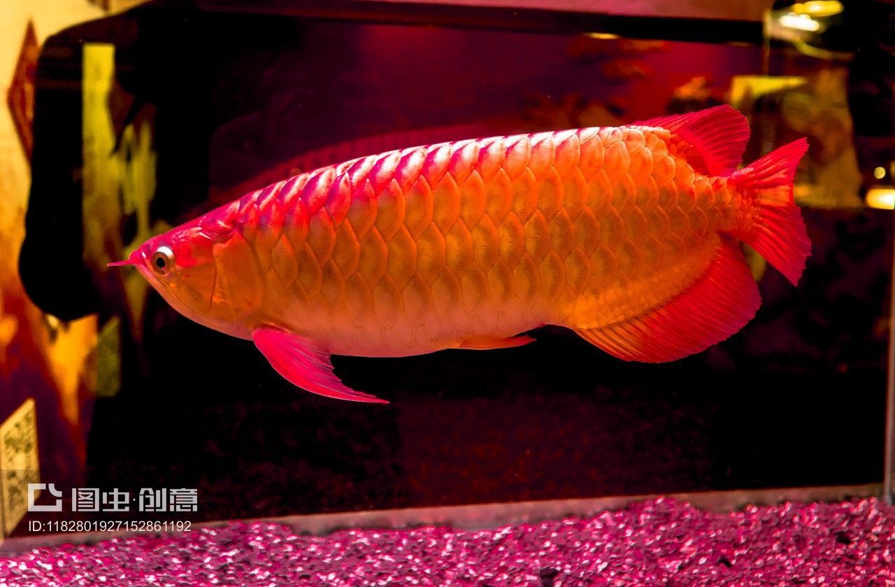 龍魚(yú)養(yǎng)幾條最吉利風(fēng)水：龍魚(yú)一般養(yǎng)幾條最吉利風(fēng)水探討龍魚(yú)養(yǎng)幾條最吉利
