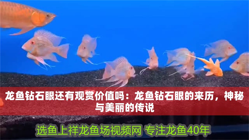 龍魚鉆石眼還有觀賞價值嗎：龍魚鉆石眼的來歷，神秘與美麗的傳說