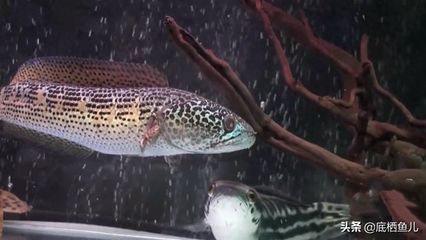 如何改善雷龍魚水質問題：如何改善雷龍魚的水質問題
