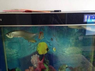 家養(yǎng)銀龍魚可以嗎【家養(yǎng)銀龍魚可行性分析】