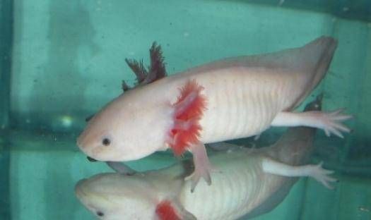 六角龍魚吃什么魚糧，六角龍魚成年后的飲食需求，六角龍魚的飲食需要注意