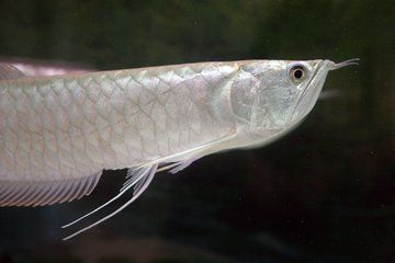 白色銀龍魚會發色嗎（白色銀龍魚發色之秘密-龍魚發色之秘密）