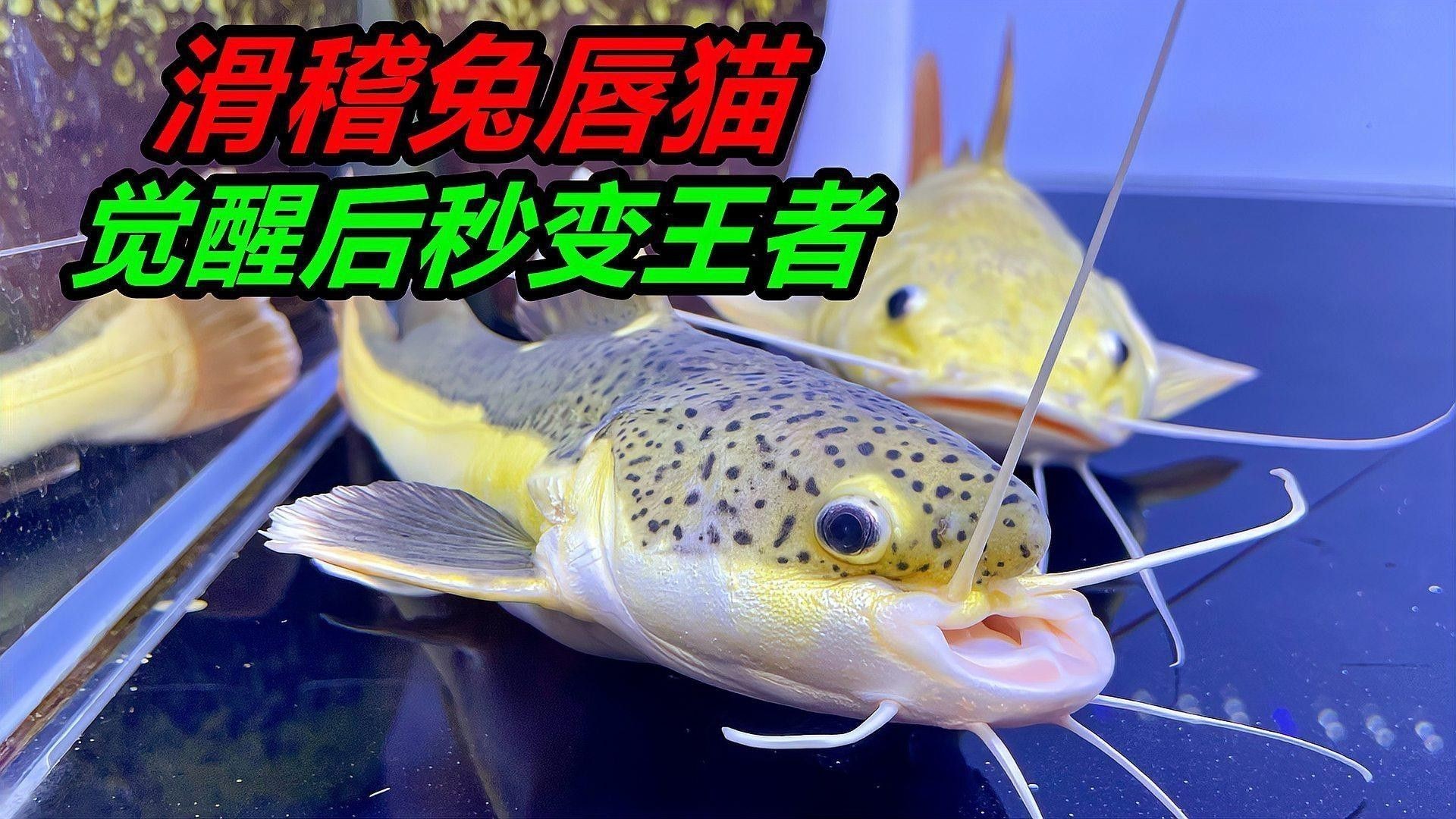 招財(cái)貓魚和龍魚哪個(gè)厲害點(diǎn)好