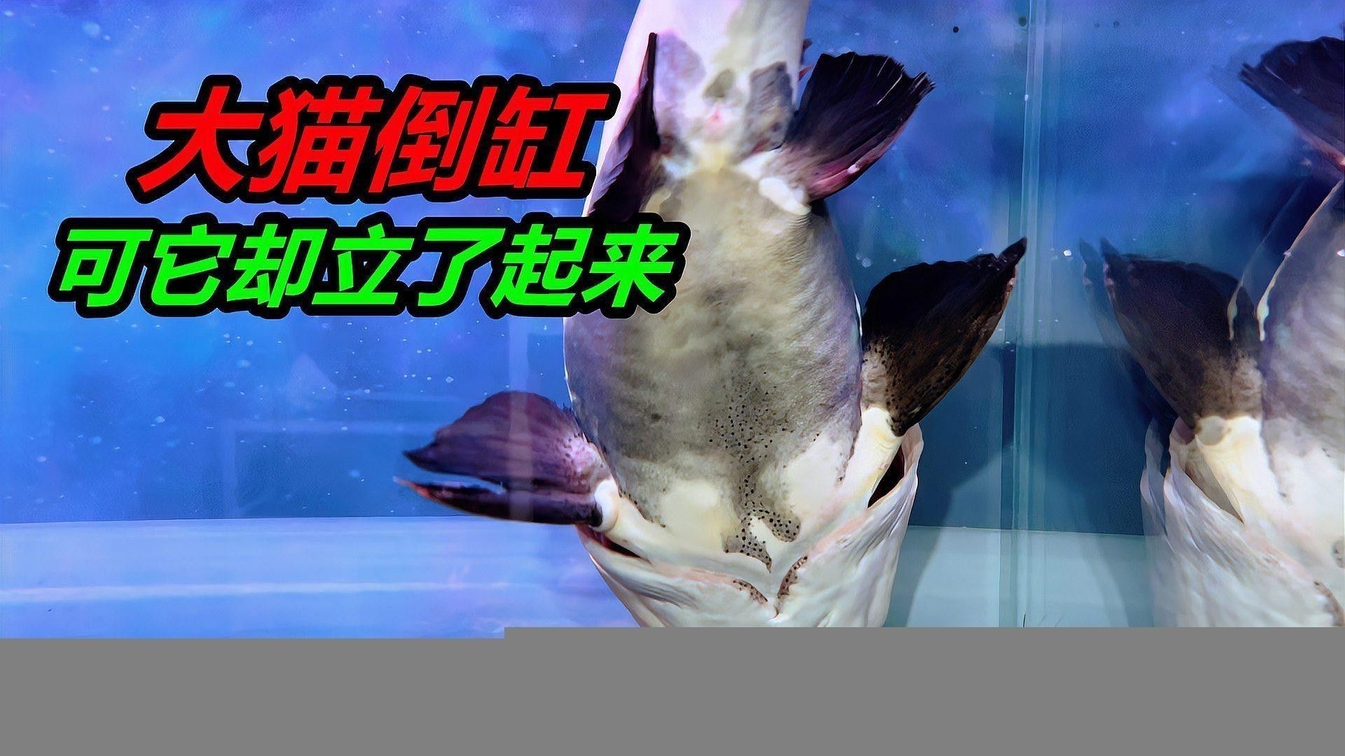 招財(cái)貓魚和龍魚哪個(gè)厲害點(diǎn)好