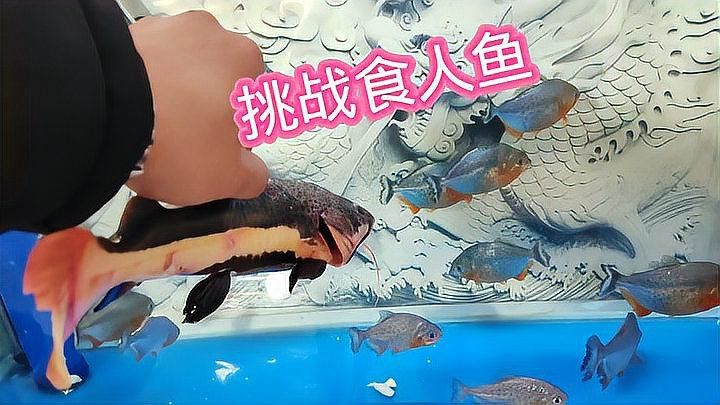 招財(cái)貓魚和龍魚哪個(gè)厲害點(diǎn)好