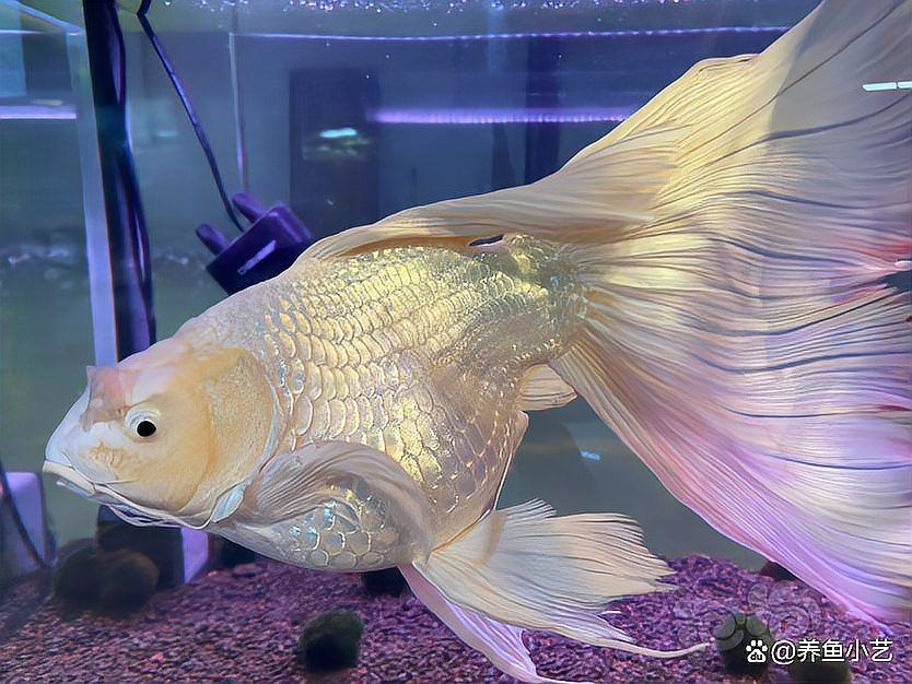 招財(cái)貓魚和龍魚哪個(gè)厲害點(diǎn)好