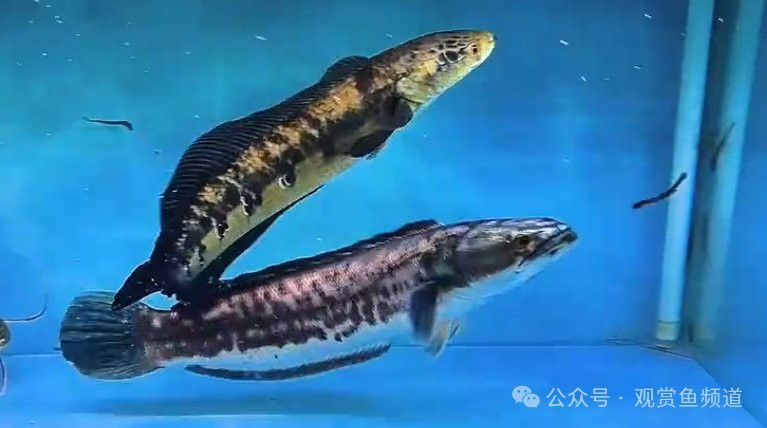 招財(cái)貓魚和龍魚哪個(gè)厲害點(diǎn)好