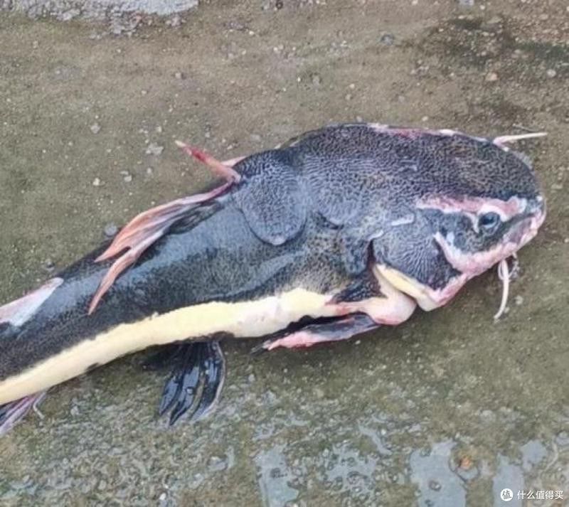 招財(cái)貓魚和龍魚哪個(gè)厲害點(diǎn)好
