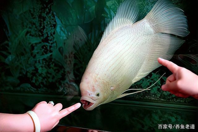 招財(cái)貓魚和龍魚哪個(gè)厲害點(diǎn)好