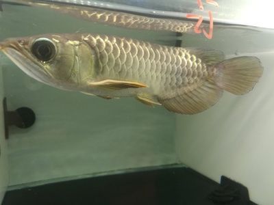 把龍魚養好：怎樣才能把龍魚養好
