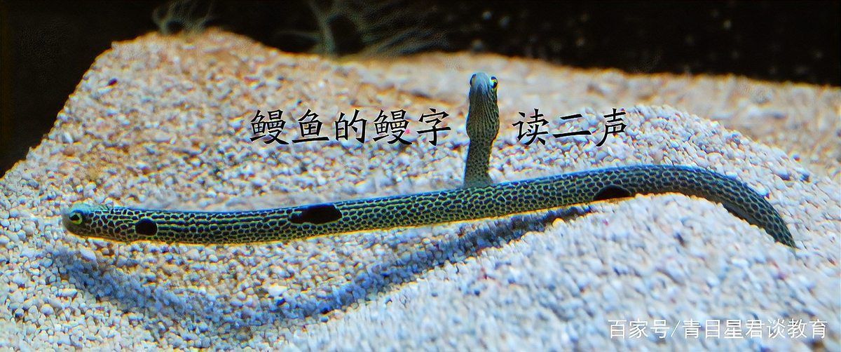 馬印水族增艷燈的起源和歷史背景探討