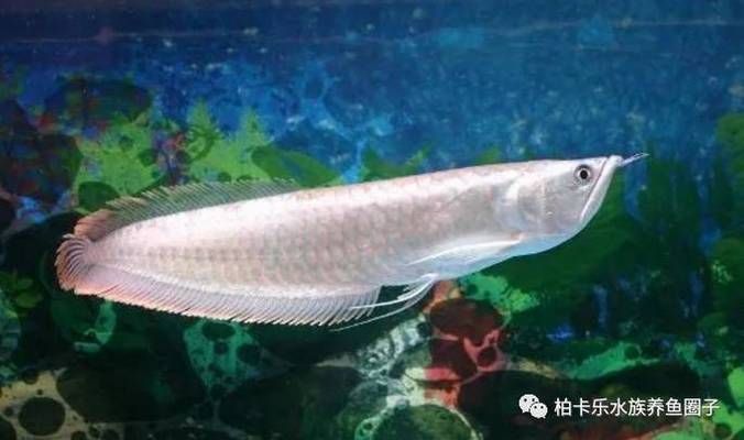 修龍魚眼睛：修龍魚眼睛疾病預防措施龍魚眼睛疾病預防措施