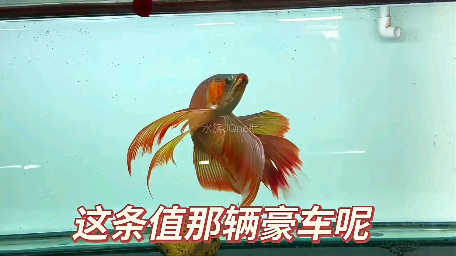 印尼紅龍魚圖片大全大圖高清