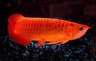 印尼紅龍魚圖片大全大圖高清