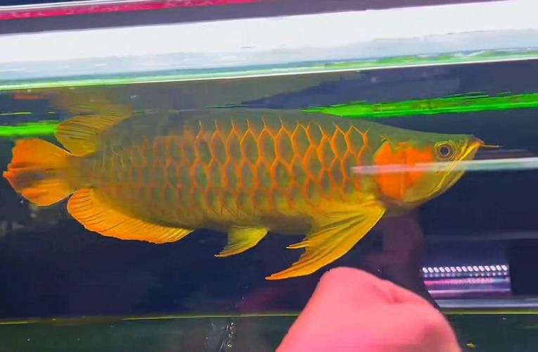 印尼紅龍魚圖片大全大圖高清