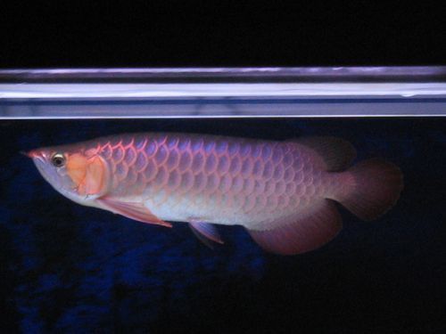 印尼紅龍魚圖片大全大圖高清