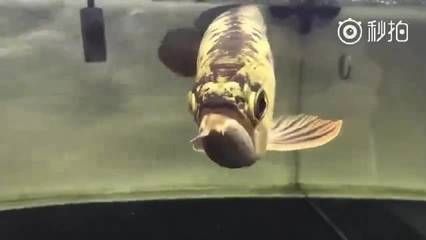 龍魚養殖場最忌三種東西（關于龍魚養殖場最忌諱的三種東西）