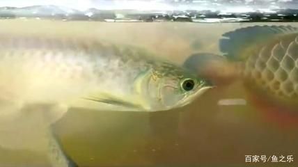 龍魚養殖場最忌三種東西（關于龍魚養殖場最忌諱的三種東西）