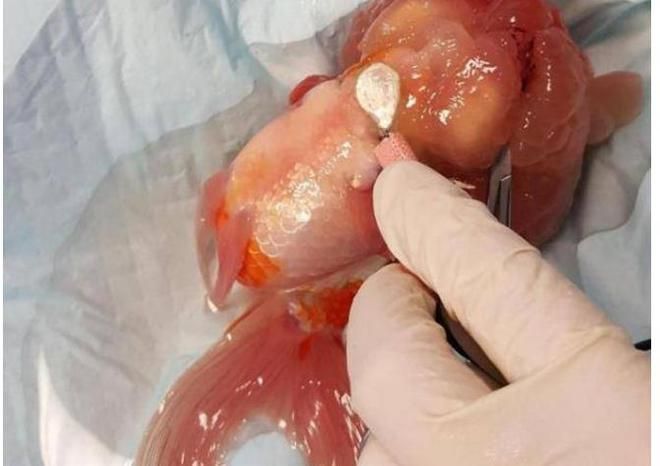 龍魚做手術麻藥放多少：龍魚手術時麻藥使用量