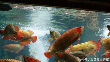 凍泥鰍喂龍魚怎么處理：凍泥鰍喂龍魚怎么處理凍泥鰍喂龍魚怎么處理