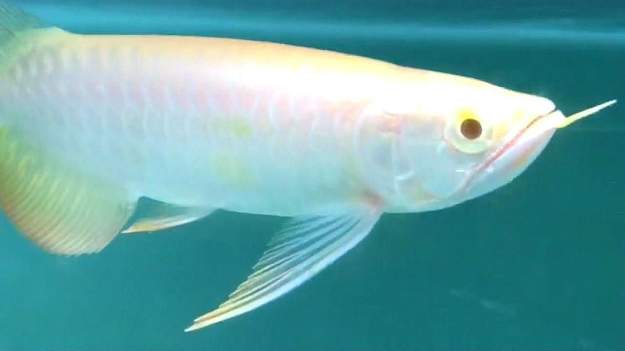 紅眼白子龍魚是什么樣子的圖片視頻