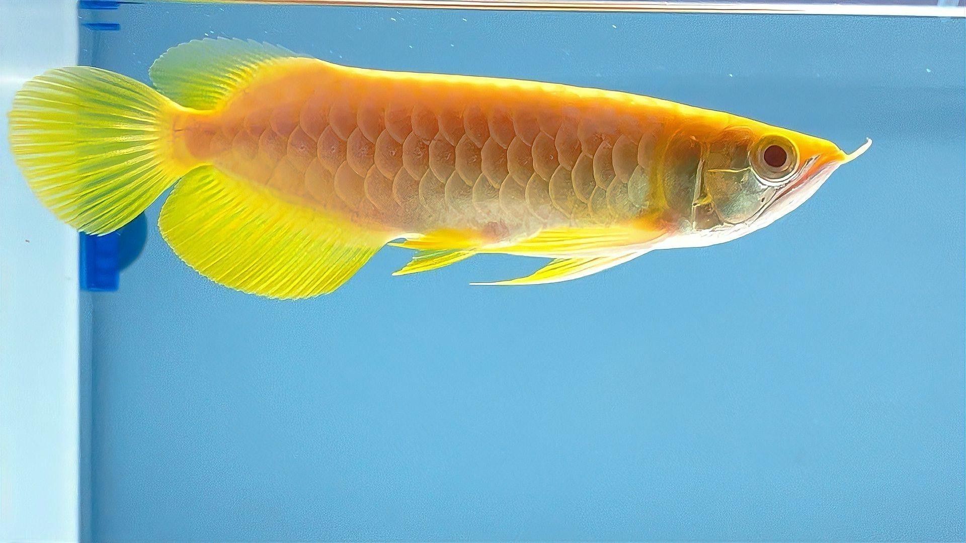 紅眼白子龍魚是什么樣子的圖片視頻