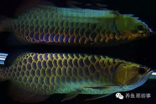 金龍魚的品種圖解介紹（寶石金龍魚品種介紹班加紅龍魚品種介紹）