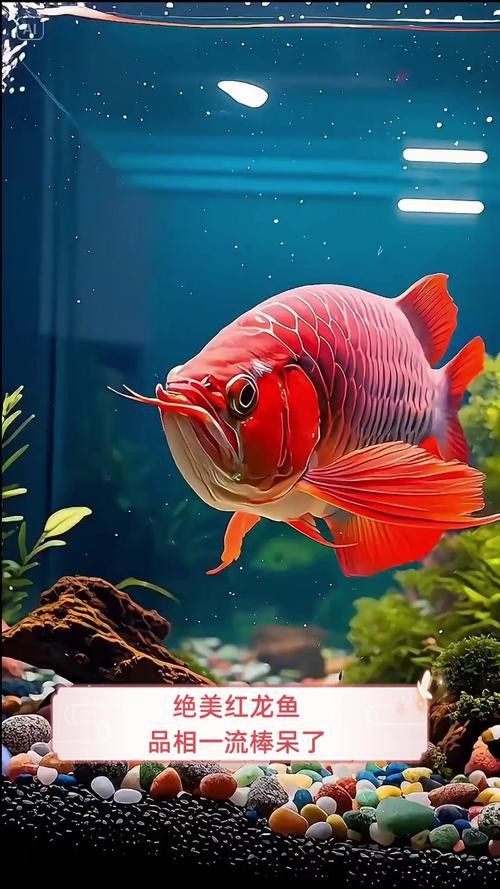 有哪些紅龍魚高清壁紙推薦？