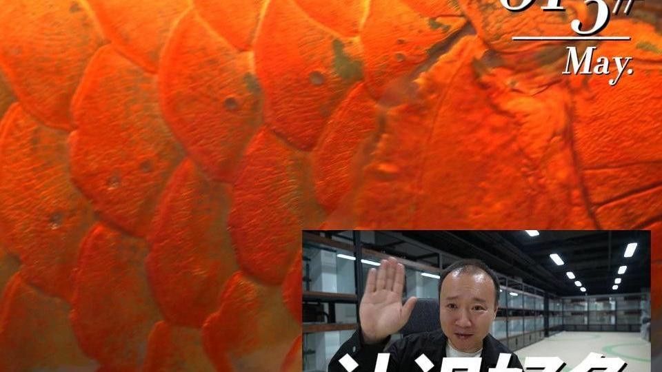 有哪些紅龍魚高清壁紙推薦？