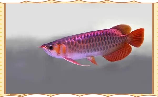銀龍魚水溫30度要緊不