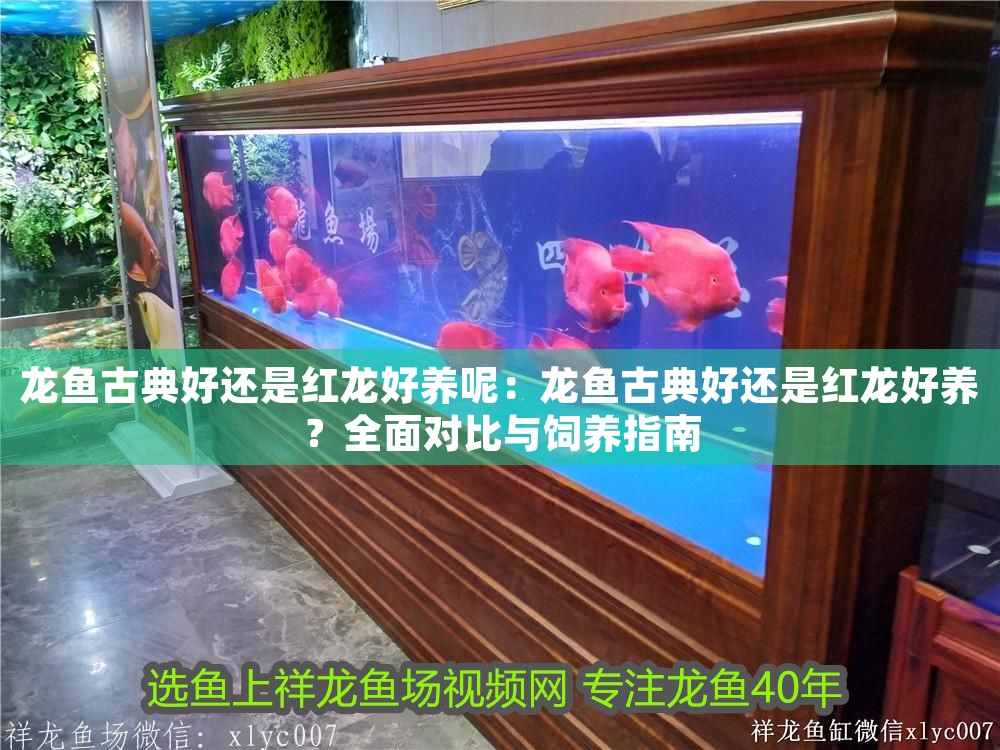 龍魚(yú)古典好還是紅龍好養(yǎng)呢：龍魚(yú)古典好還是紅龍好養(yǎng)？全面對(duì)比與飼養(yǎng)指南