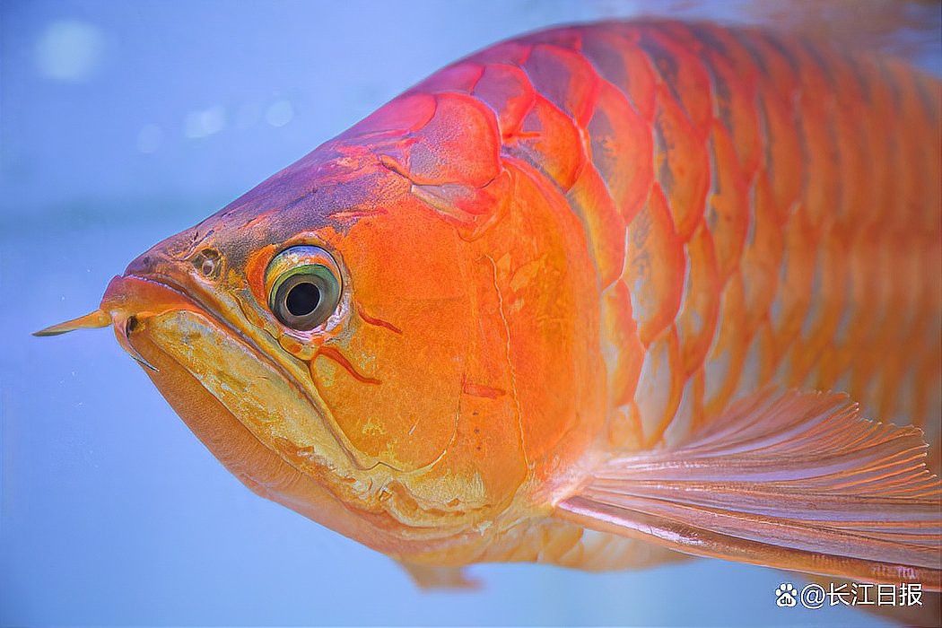 如何照顧不同年齡段的高背金龍魚？