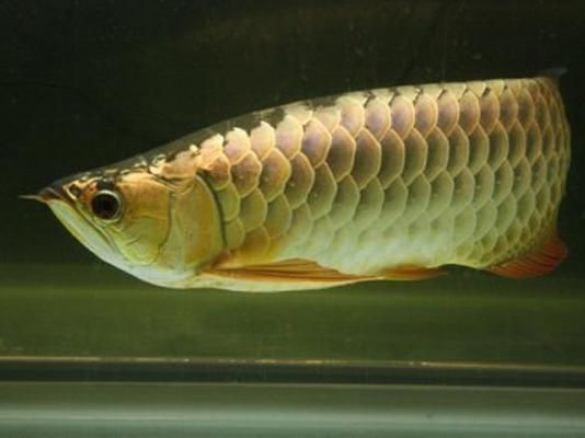 養龍魚需要什么條件：養龍魚需要滿足什么條件