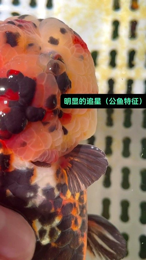 金龍魚公母區(qū)別圖