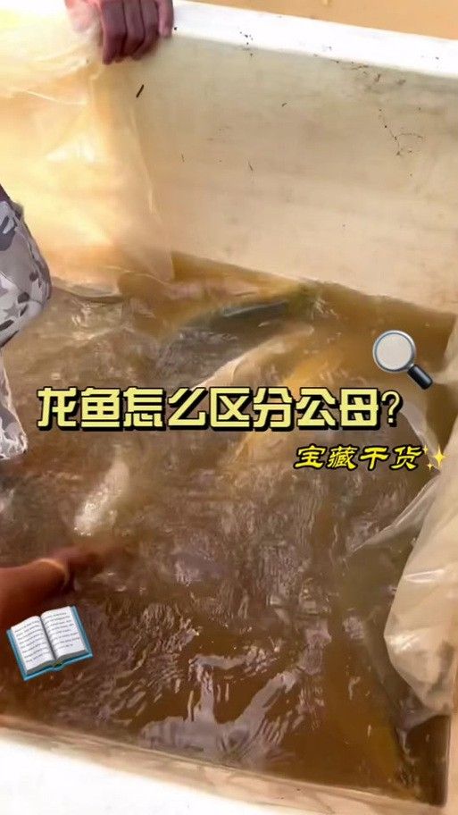 金龍魚公母區(qū)別圖