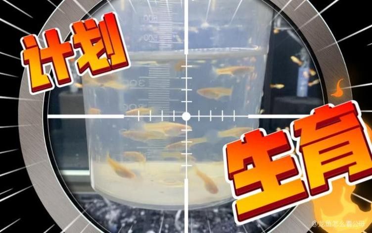金龍魚公母區(qū)別圖