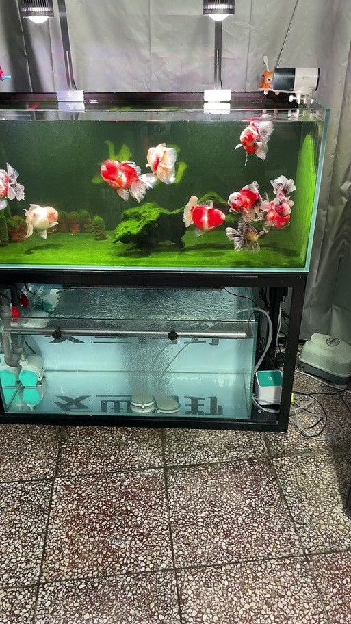 金龍魚公母區(qū)別圖