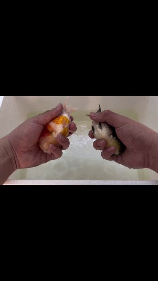 金龍魚公母區(qū)別圖