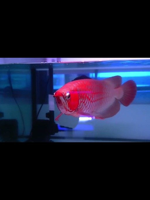 金龍魚公母區(qū)別圖