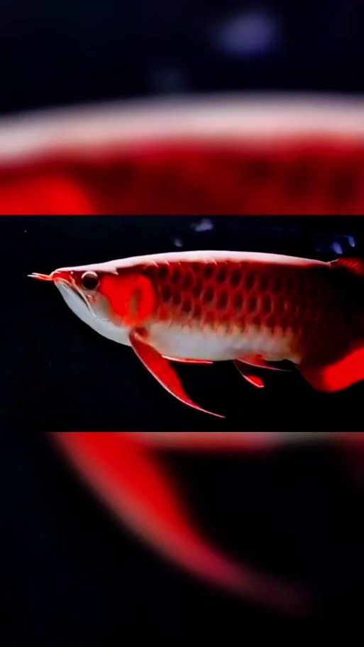 金龍魚公母區(qū)別圖