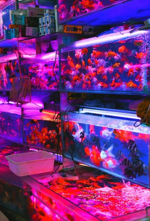 成都龍魚批發市場