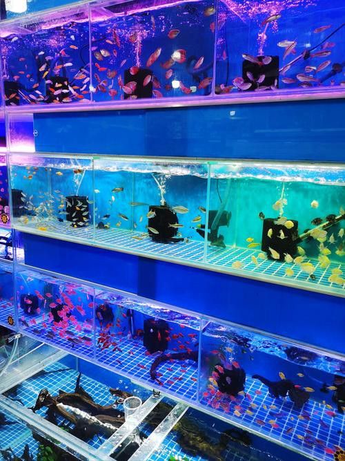 成都龍魚批發市場