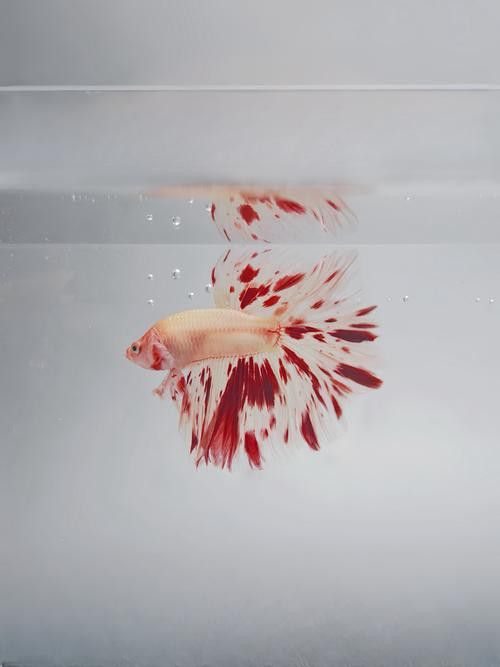 成都龍魚批發市場