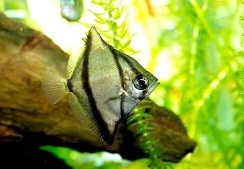 蝙蝠鯧魚和龍魚混養好嗎：蝙蝠鯧魚可以和龍魚混養嗎？