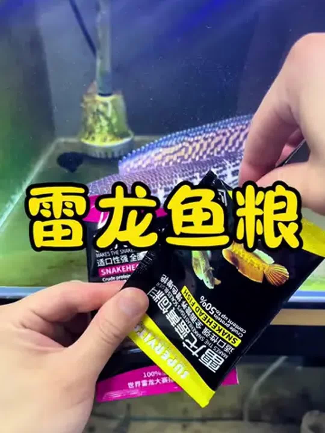 鬼王雷龍魚的食物選擇