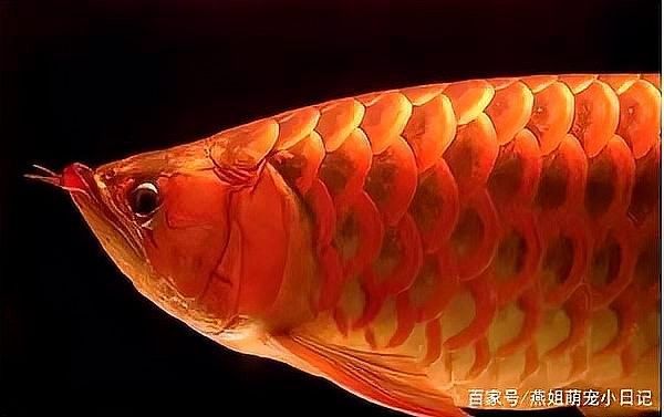 龍魚呼吸急促多久會好轉？