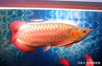 紅色的龍魚多少錢一條（紅色龍魚的價格因其品種、品相、稀缺性和飼養(yǎng)條件等因素有差異）