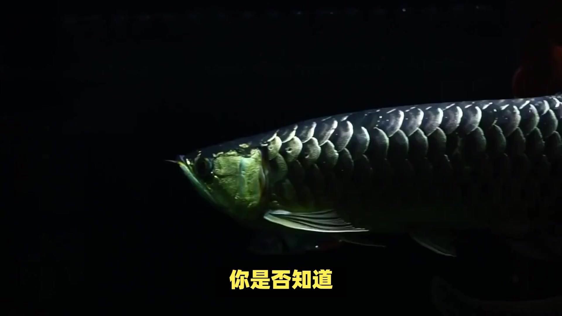 如何區(qū)分紅龍魚和金龍魚？